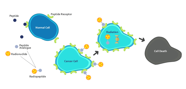 Figure 1 PRRT Mechanism of Action